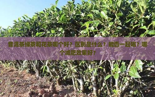 普洱茶绿茶和花茶