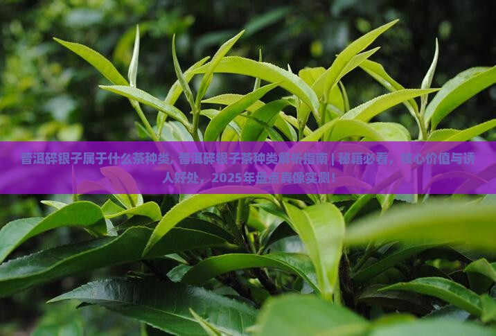 普洱碎银子属于什么茶种类