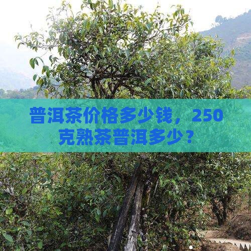普洱茶50元价格250克