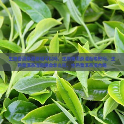 生熟普洱茶混着喝