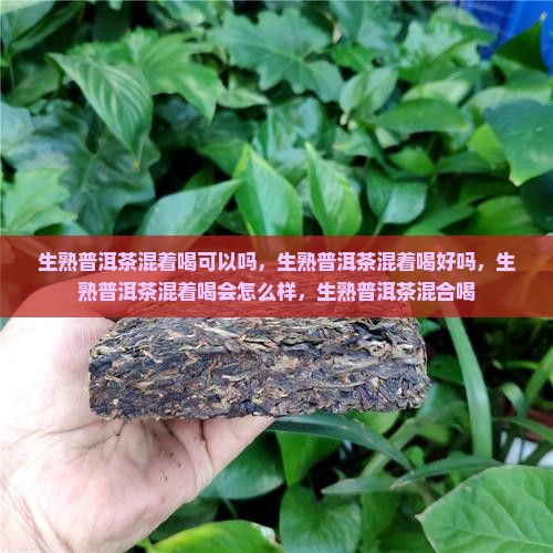 生熟普洱茶混着喝
