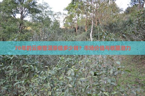 70年的云南普洱茶值多少钱