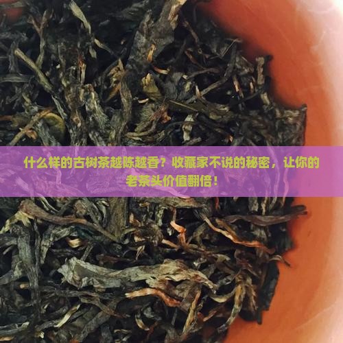 什么样的古树茶越陈越香