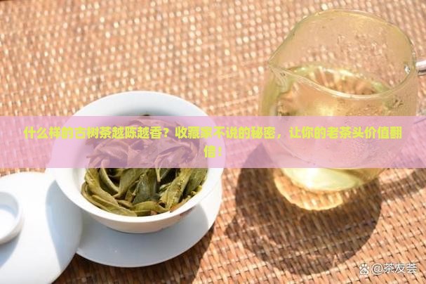 什么样的古树茶越陈越香