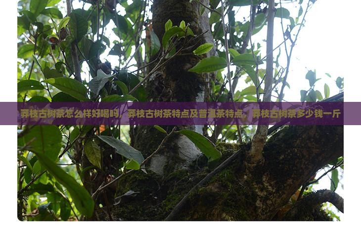 莽枝古树茶怎么样