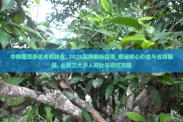 中粮普洱茶优点和缺点