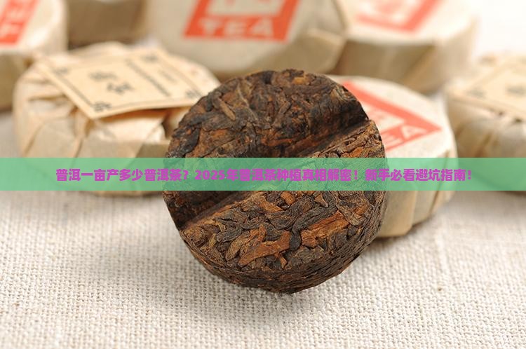 普洱一亩产多少普洱茶