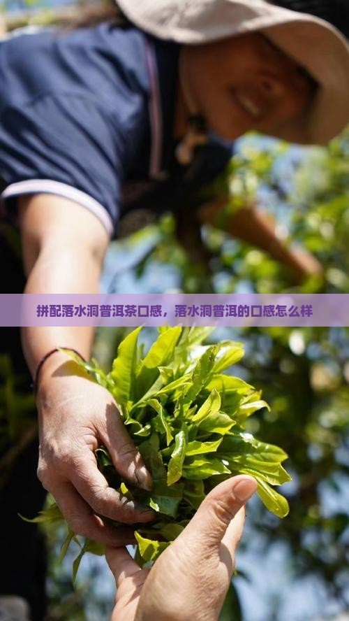 拼配落水洞普洱茶口感