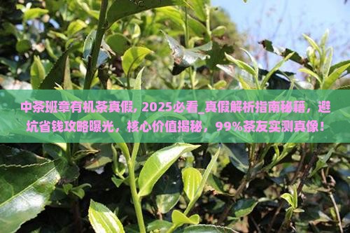 中茶班章有机茶真假