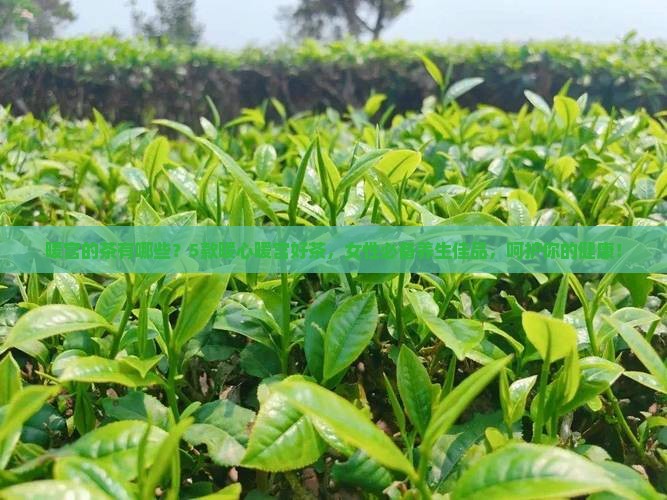 暖宫的茶有哪些