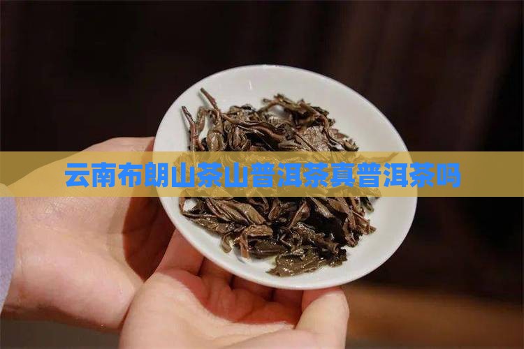 云南布朗山普洱茶真吗