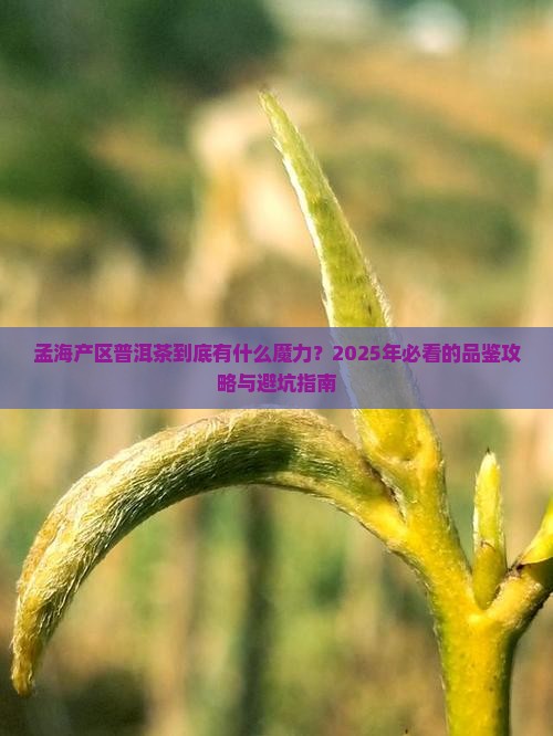 孟海产区普洱茶