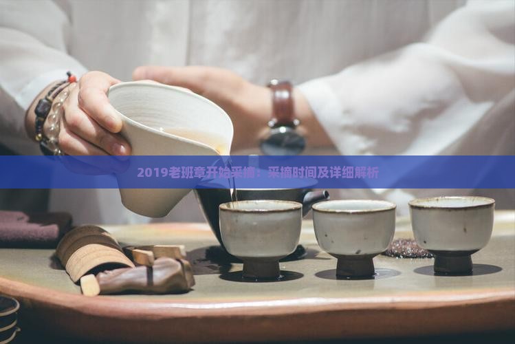 2019老班章开始采摘
