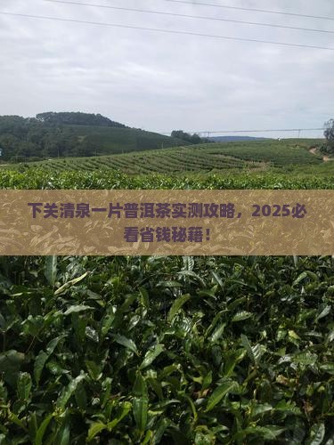下关清泉一片普洱茶