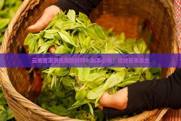 云南普洱茶推荐熟茶吗