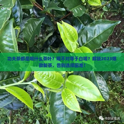 功夫茶都是喝什么茶叶
