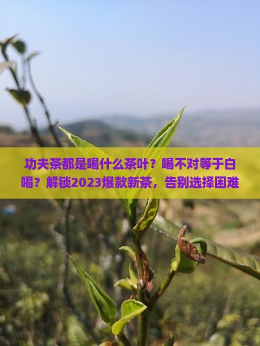 功夫茶都是喝什么茶叶