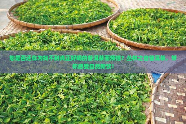 丛林之音普洱茶