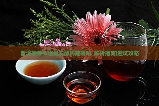 普洱茶芽头也是发酵吗能喝吗