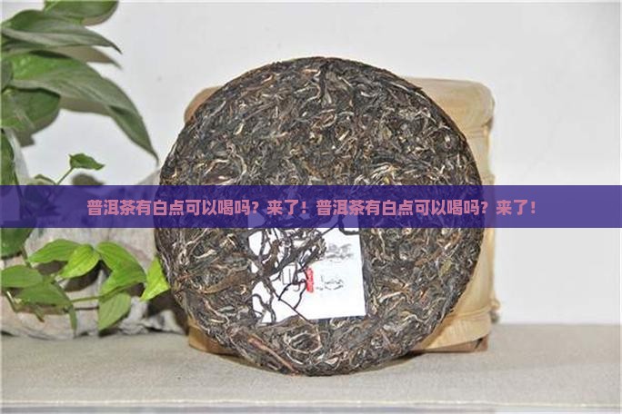 普洱茶有白点可以喝吗
