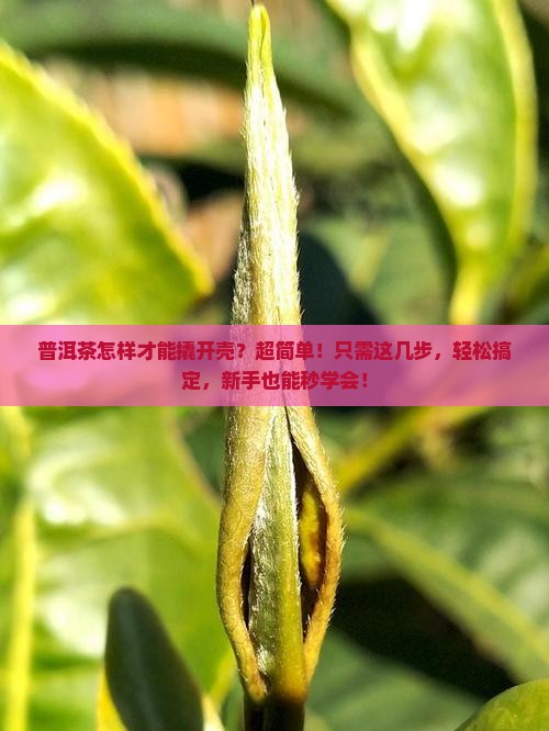 普洱茶怎样才能撬开壳