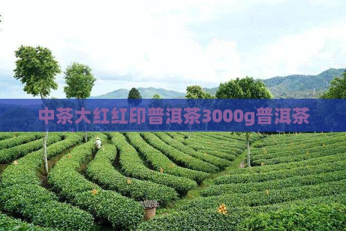 3000g大红印普洱茶