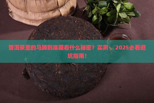 普洱茶中马蹄是什么意思
