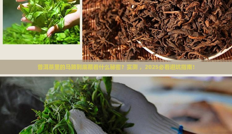 普洱茶中马蹄是什么意思