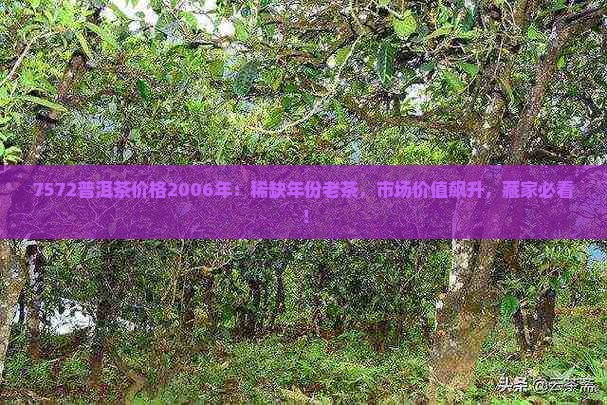 7572普洱茶价格2006年