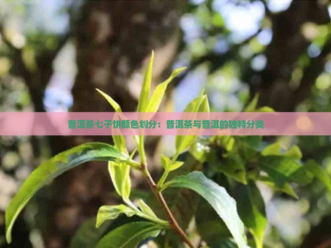 普洱茶七子饼颜色划分