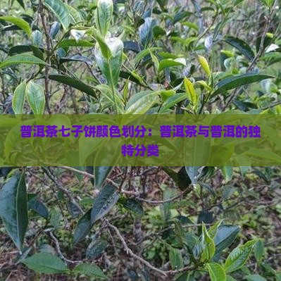 普洱茶七子饼颜色划分