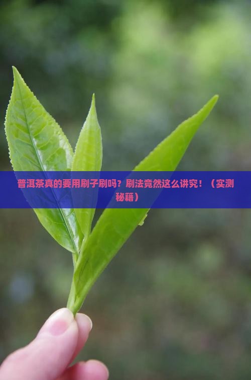 普洱茶用刷子刷吗怎么刷
