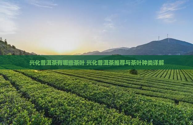 兴化普洱茶品牌有哪些茶叶