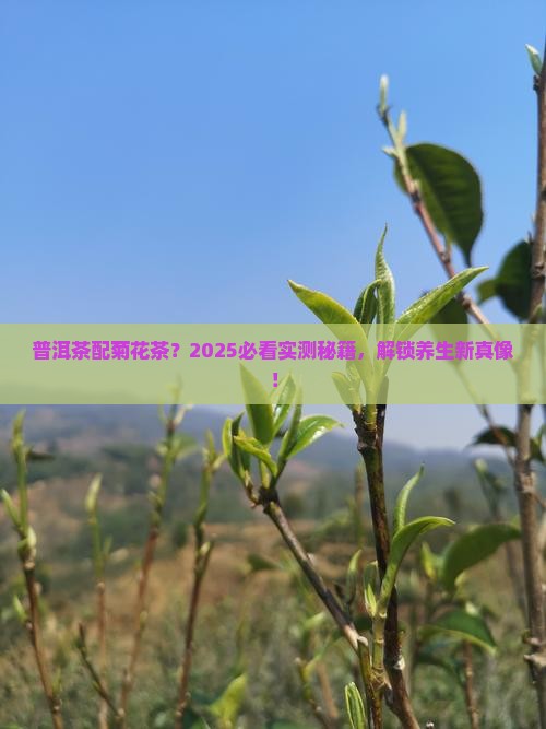 普洱茶可与菊花茶同泡