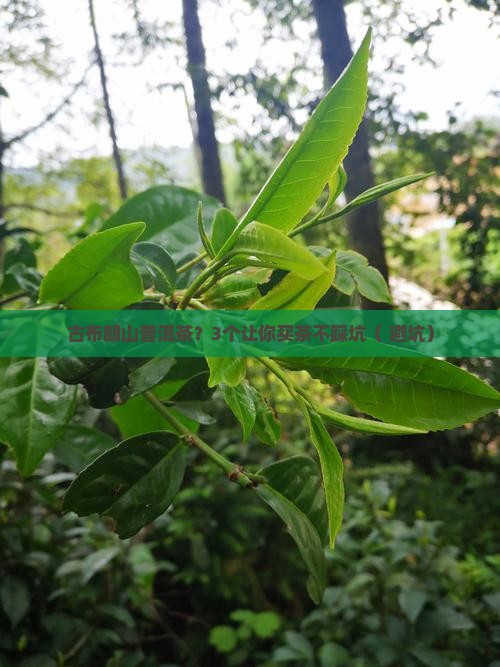 古布朗山普洱茶