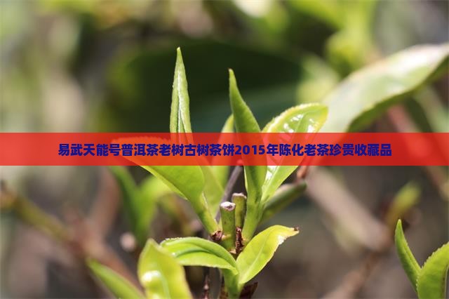 易武天能号普洱茶