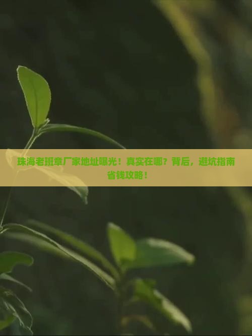 珠海老班章厂家地址