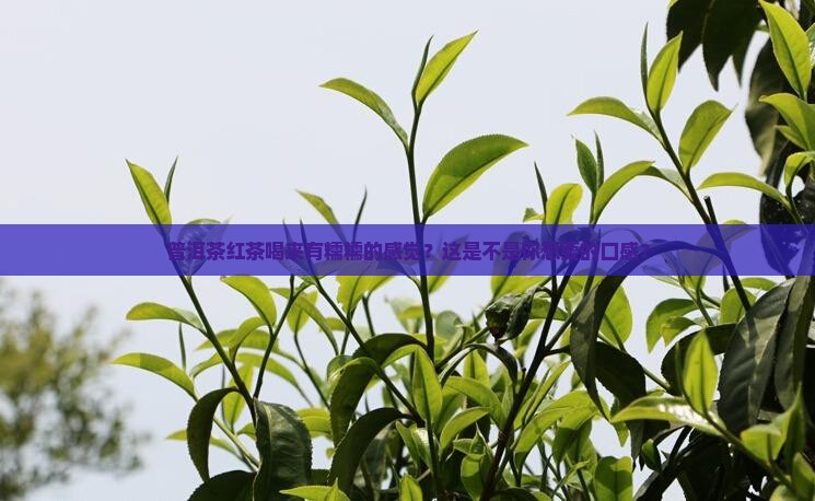 普洱茶红茶喝来有糯糯的感觉