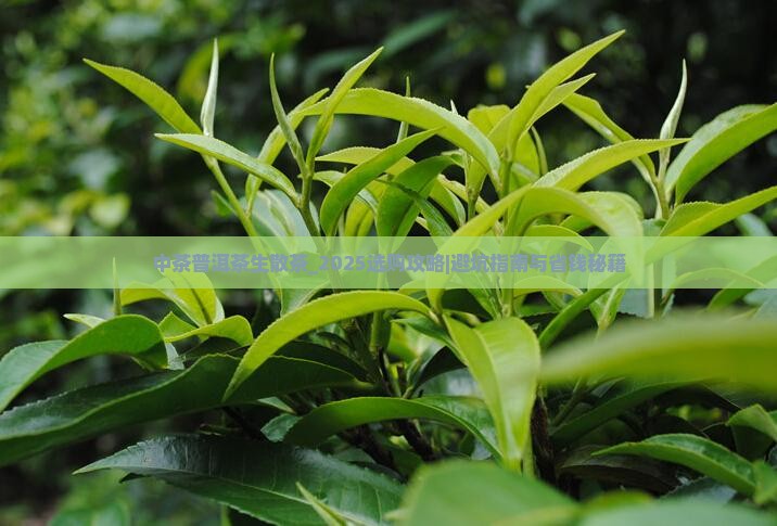 中茶普洱茶生散茶