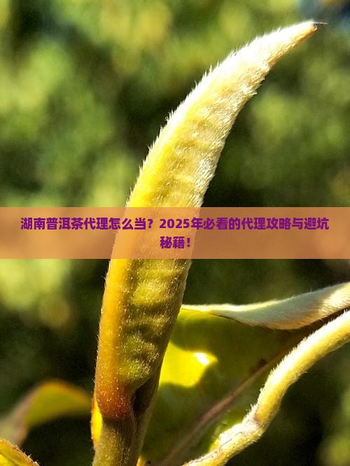 湖南普洱茶代理条件是什么