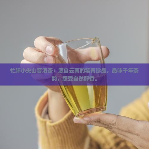 忙肺小尖山普洱茶