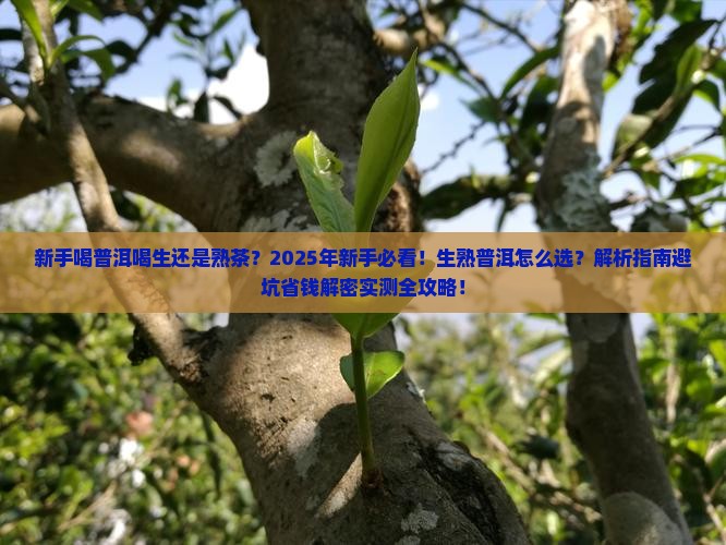 新手喝普洱喝生还是熟茶