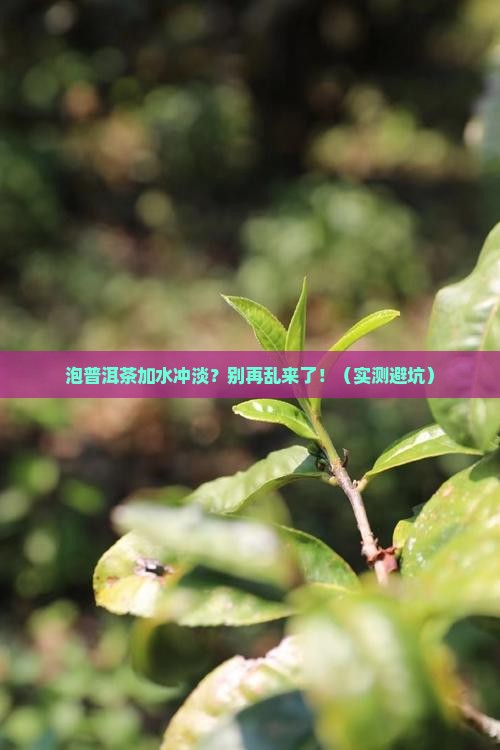 泡普洱茶加水冲淡
