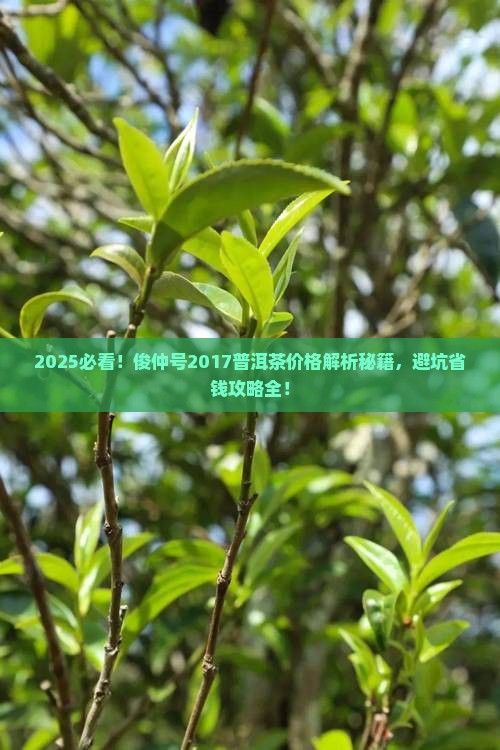 俊仲号2017年普洱茶价格表