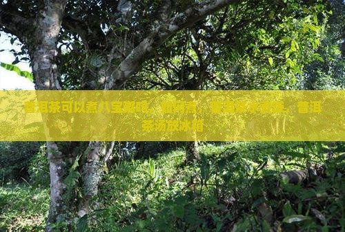普洱茶可以煮八宝粥吗