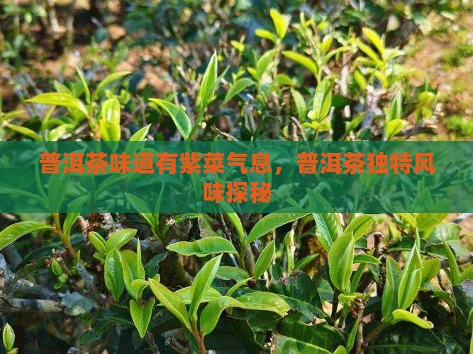 普洱茶有紫菜气味