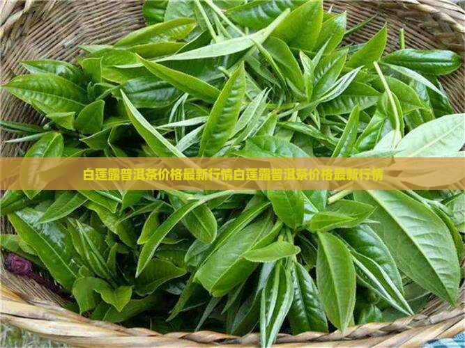 白莲露普洱茶价格