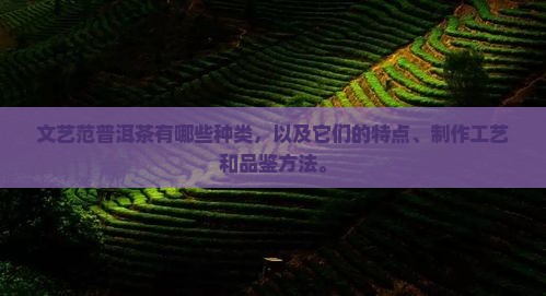 文艺范普洱茶有哪些种类