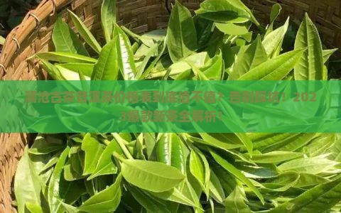 澜沧古茶普洱茶价格表