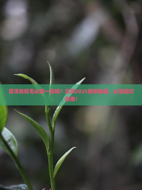 普洱茶和毛尖可以一起喝吗